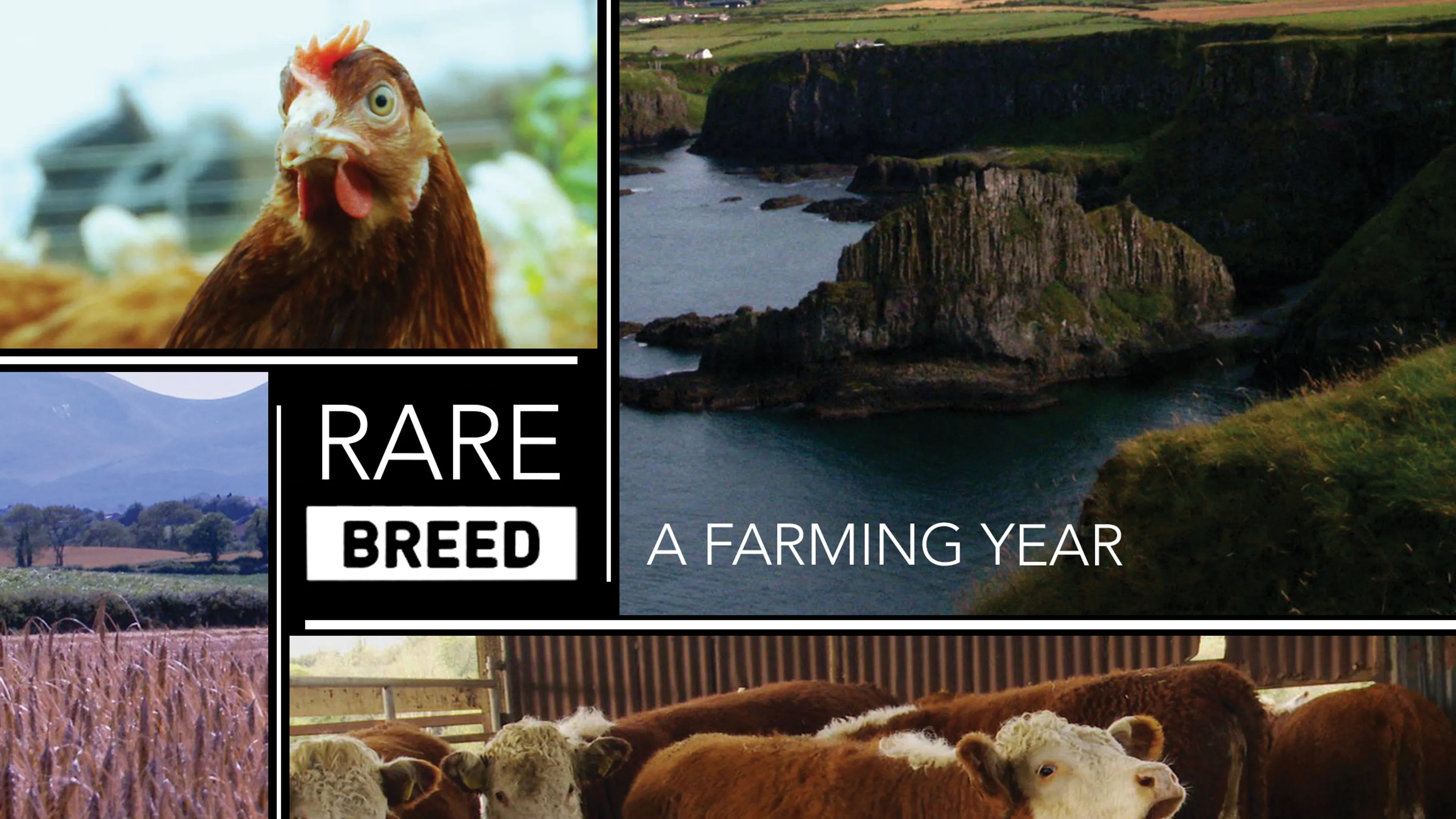 Rare Breed: A Farming Year poster